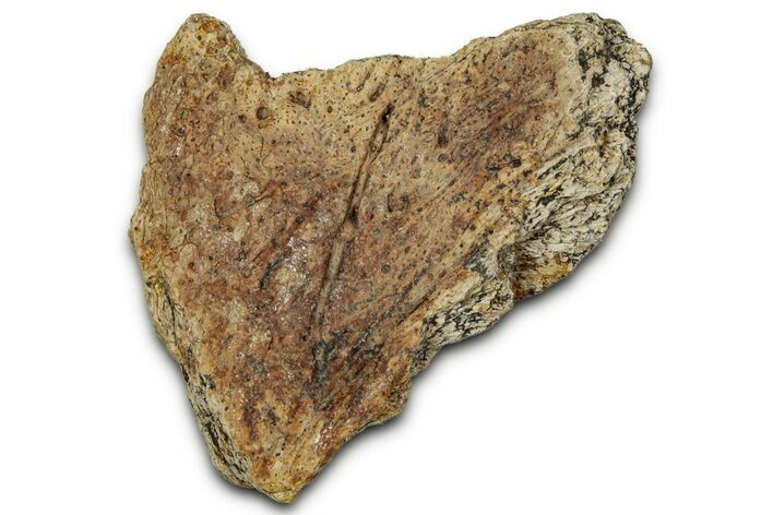 Dinosaur (Triceratops) Frill Shield Section - Montana #348057